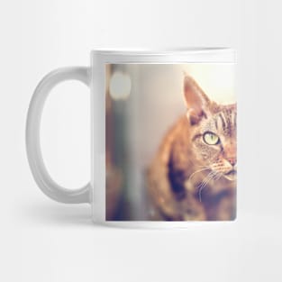 Devon Rex purebred domestic cat looking at camera Mug